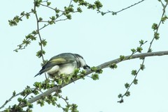 白头翁吃榆钱（8）