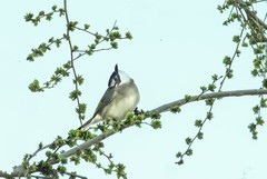 白头翁吃榆钱（8）