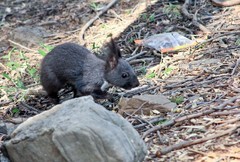 春日——山林中的小精灵（松鼠）