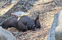 春日——山林中的小精灵（松鼠）