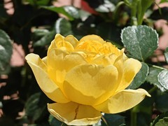 拍摄花卉一（1000）