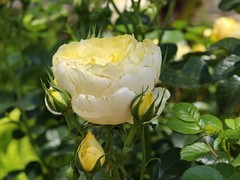 拍摄花卉一（1000）