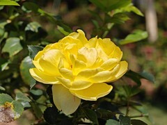 拍摄花卉一（1000）