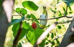 绣眼鸟（五十五）