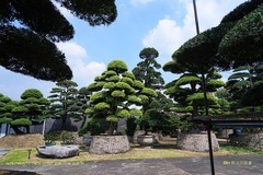 羅漢松（二）