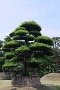 羅漢松（二）