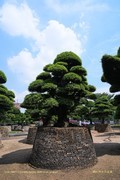 羅漢松（二）