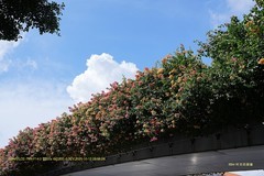 人行天桥上的三角梅