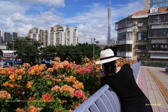 人行天桥上的三角梅