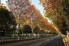 滨江大道梧桐大道