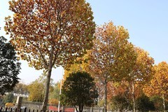 滨江大道梧桐大道