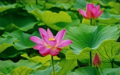 夏日玉渊潭20250629 《6》