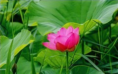 夏日玉渊潭20250629 《6》