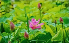 夏日玉渊潭20250629 《6》