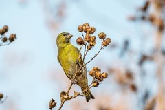 小黄雀（四十八）