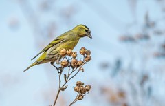 小黄雀（四十八）