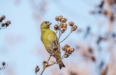 小黄雀（四十八）
