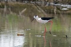 鸟中仙子---黑翅长脚鹬（三十一）