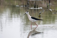 鸟中仙子---黑翅长脚鹬（三十一）