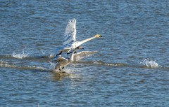 天鹅来了（十六）