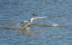 天鹅来了（十六）
