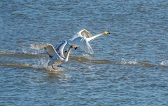 天鹅来了（十六）