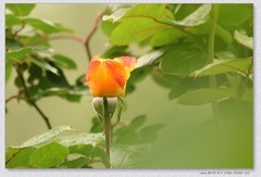 月季花开【丙午年-086】