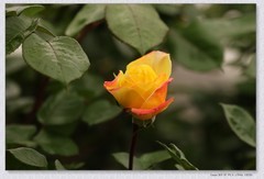 月季花开【丙午年-086】