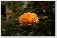 月季花开【丙午年-086】