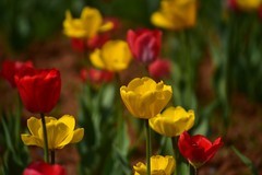 湖南植物园郁金香剪影