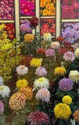 2026年- 北海公园菊花展-0653