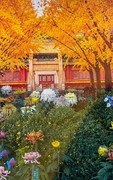 2026年- 北海公园菊花展-0654
