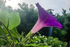 【镜头里】第1754号：微距花卉（十）
