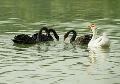 天鹅与鹅的合作