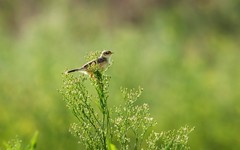 棕扇苇莺（五十九）