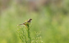 棕扇苇莺（五十九）