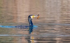 明湖鸬鹚（三十一）
