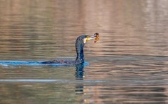 明湖鸬鹚（三十一）