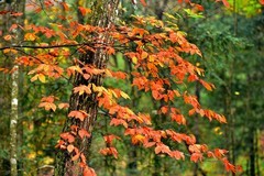 旺苍盐井河之秋