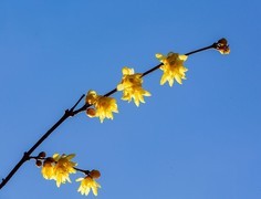 腊梅清雅送暗香