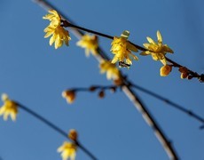 腊梅清雅送暗香