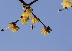 腊梅清雅送暗香