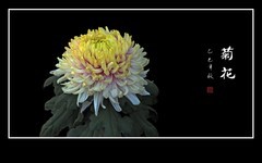 美丽抗寒的秋菊花