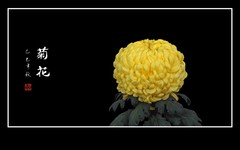 美丽抗寒的秋菊花