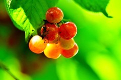 樱桃熟了红彤彤