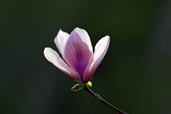 春赏玉兰（三）