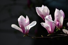 春赏玉兰（三）