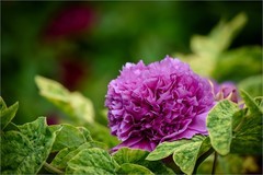 2026年第0263贴 - 莲花池公园牡丹花（0419）