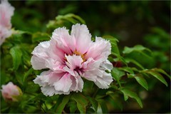 2026年第0263贴 - 莲花池公园牡丹花（0419）