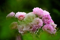 水晶帘动微风起，满架蔷wei一院香